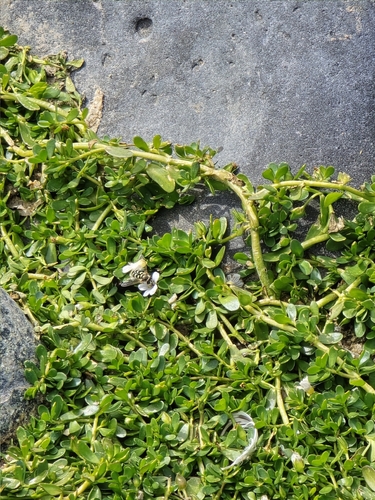 Unknown species found near Tempe, AZ 85282, USA