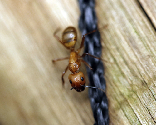 Camponotus fuscocinctusCamponotus fuscocinctus