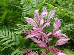 Dictamnus dasycarpus