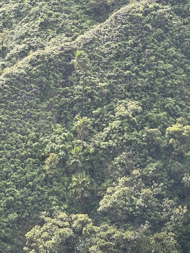 Pritchardia waialealeana, 2025-11-24