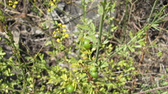 Jasminum luteum (Jasminum luteum)