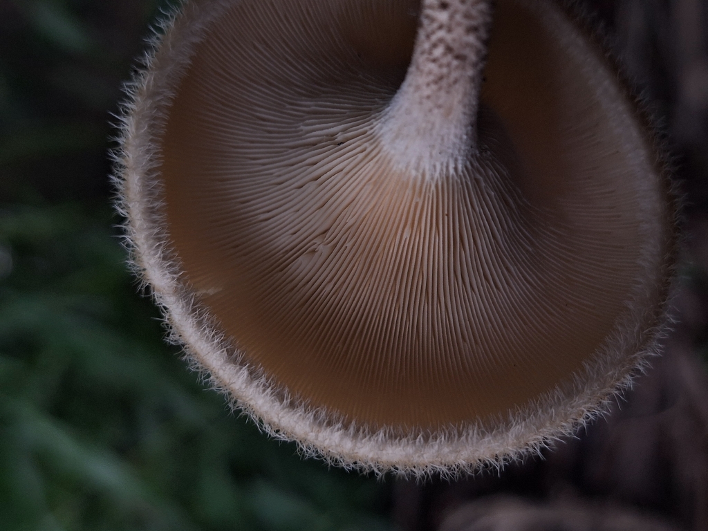 Lentinus crinitus · November 2025 · photo: © rocio_pose (iNaturalist, cc-by)
