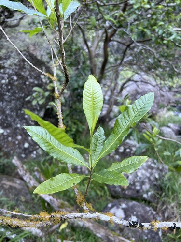 Dodonaea viscosa observed 2025-11-26