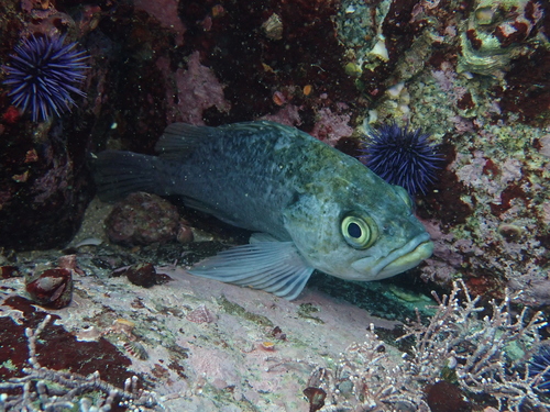 Kelp Rockfish