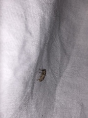 Mitrastethus baridioides