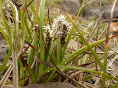 Carex pansa