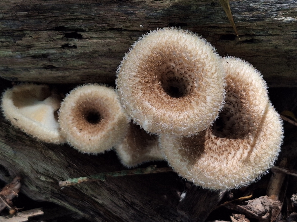 Lentinus crinitus · November 2025 · photo: © rocio_pose (iNaturalist, cc-by)