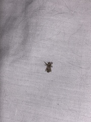 Mitrastethus baridioides