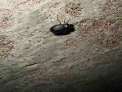 Harpalus pensylvanicus