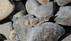 Trimerotropis ochraceipennis