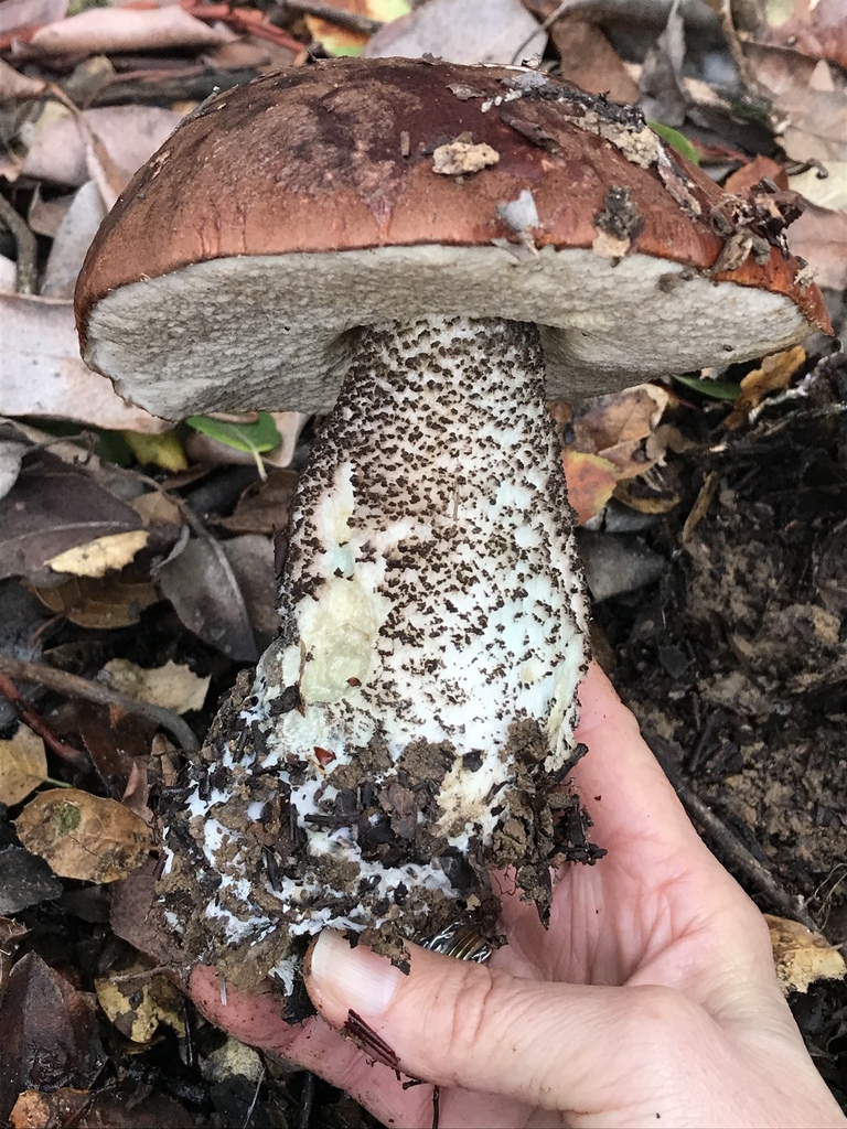 Leccinum
