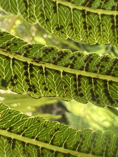 Menisciopsis cyatheoides observed 2025-11-26