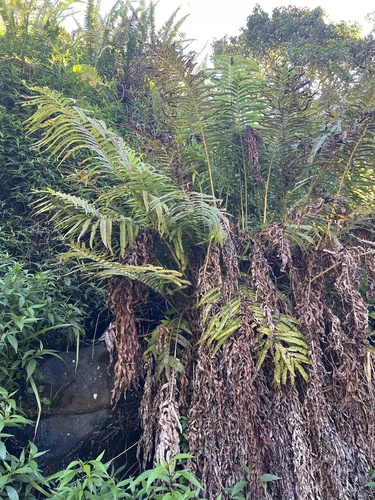 Menisciopsis cyatheoides observed 2025-11-26