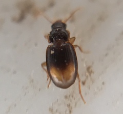 Mioptachys flavicauda