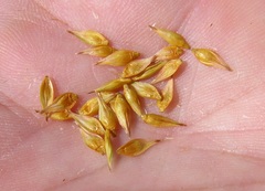 Carex petasata