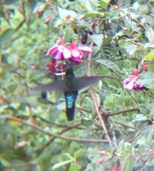 Coeligena helianthea