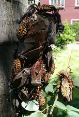 Pachylis nervosus