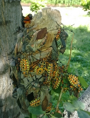 Pachylis nervosus