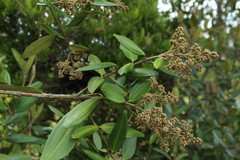 Miconia squamulosa