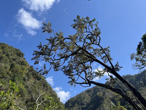 Polyscias kavaiensis observed 2025-11-26