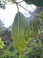 Syzygium cumini, recorded fruiting