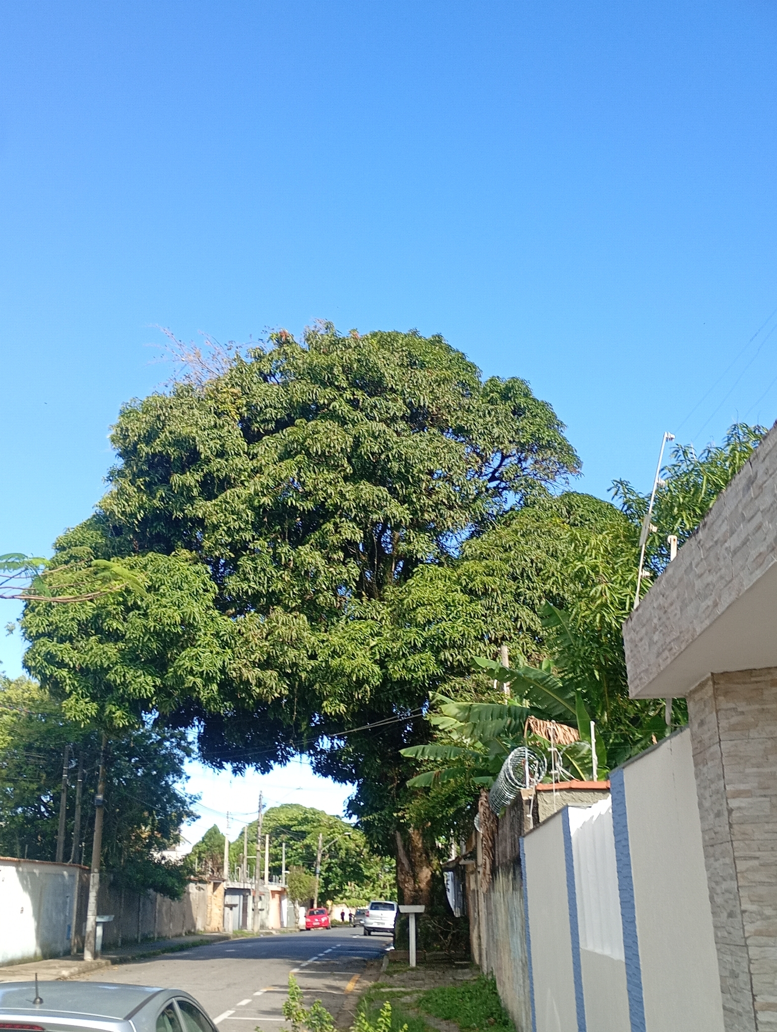 Mangifera indica