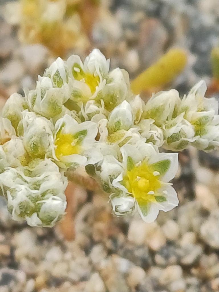 Microphyes