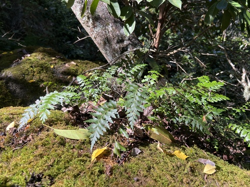 Asplenium aethiopicum observed 2025-11-26