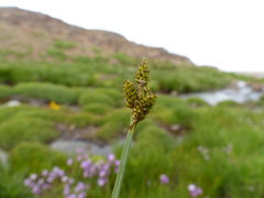 Carex praeceptorum