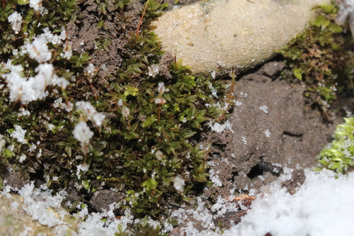 Image of Mnium marginatum by (c) Quinten Wiegersma, some rights reserved (CC BY)