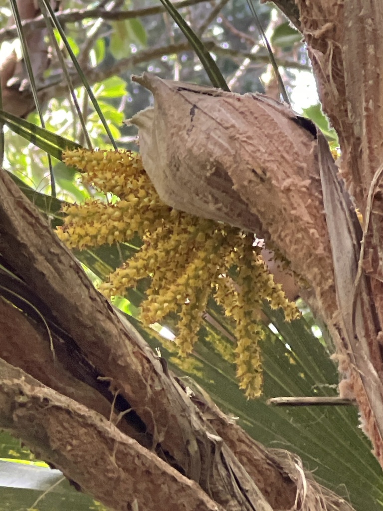 Pritchardia minor