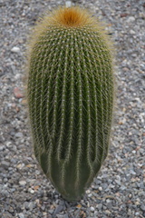 Cephalocereus polylophus