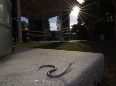 Cacophis harriettae