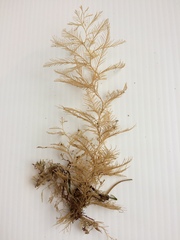 Eucratea loricata