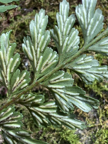 Asplenium aethiopicum observed 2025-11-26
