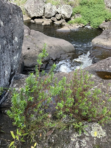 Lythrum maritimum