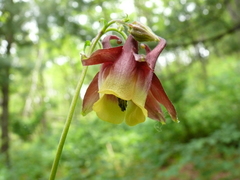 Aquilegia oxysepala