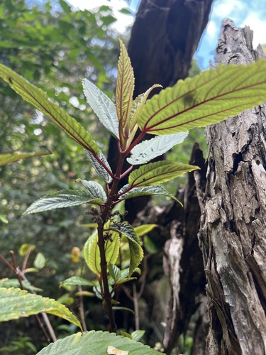 Boehmeria grandis observed 2025-11-26