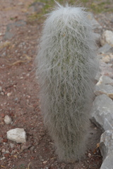 Cephalocereus senilis