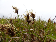 Carex pansa