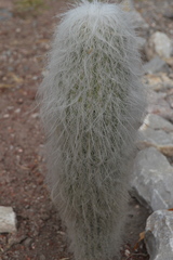 Cephalocereus senilis