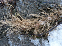 Eucratea loricata