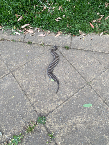 Southern Death Adder sighting