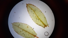 Mnium marginatum