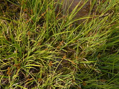 Carex praeceptorum