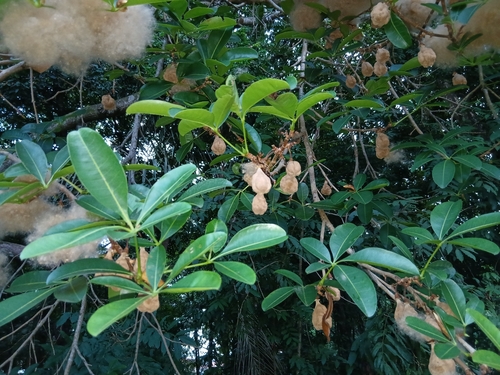 Eriotheca globosa, 2025-11-27