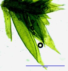 Sematophyllum adnatum