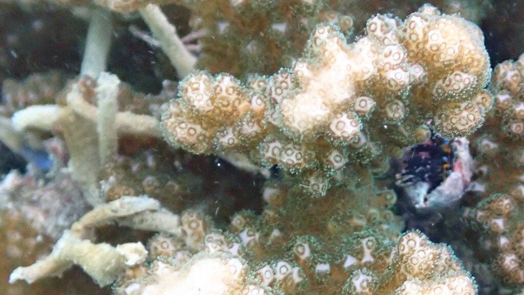 Calcinus gaimardii