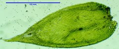 Sematophyllum adnatum