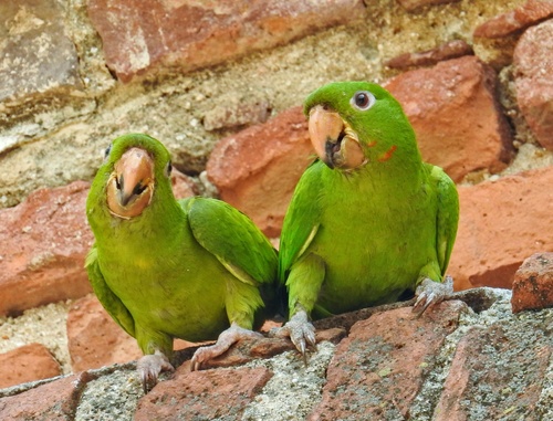 Pacific Parakeet